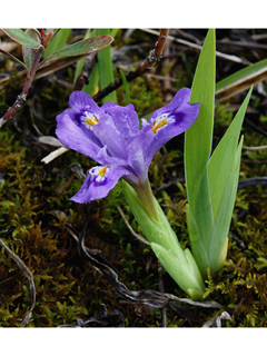 Iris lacustris (Dwarf lake iris)