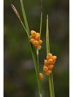 Carex aurea (Golden sedge)