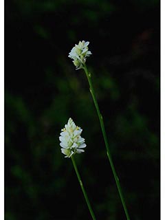 Polygala appendiculata (Swamp milkwort)