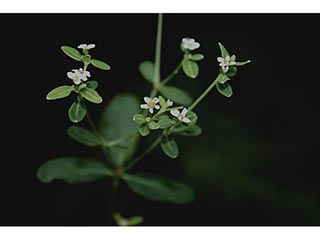 Euphorbia pubentissima (False flowering spurge)