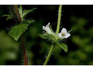 Gratiola pilosa (Shaggy hedgehyssop )