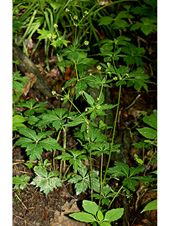 Sanicula trifoliata (Largefruit blacksnakeroot)