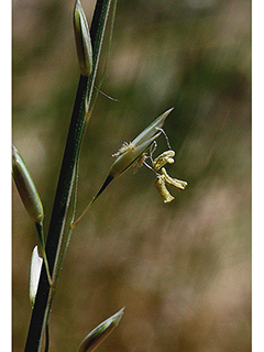 Calamovilfa longifolia (Prairie sandreed)