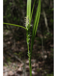 Carex grisea (Inflated narrow-leaf sedge)