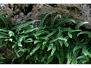 Asplenium trichomanes (Maidenhair spleenwort)