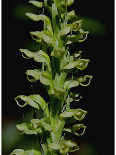 Platanthera huronensis (Huron green orchid)