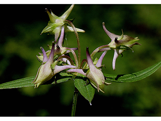 Halenia deflexa (American spurred gentian)
