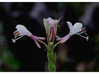 Oenothera filiformis (Longflower beeblossom)