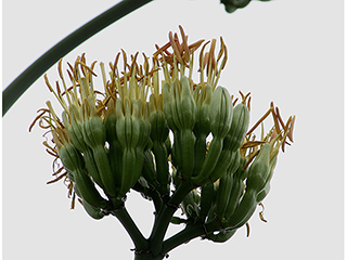 Agave delamateri (Tonto basin century plant)
