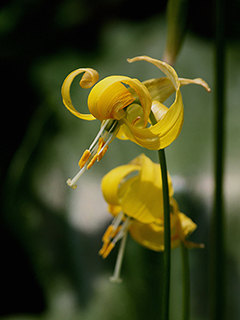 Erythronium tuolumnense (Tuolumne fawnlily)