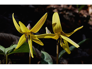 Erythronium rostratum (Yellow troutlily)