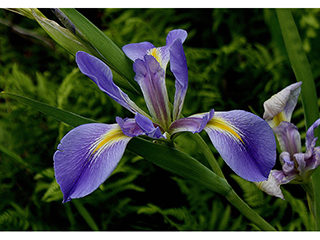 Iris giganticaerulea (Giant blue iris)