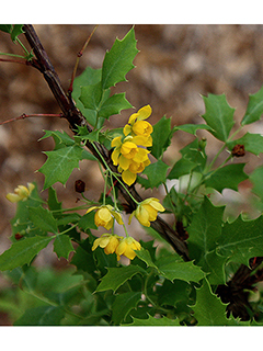 Mahonia swaseyi (Texas barberry)