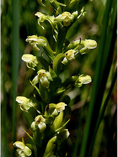 Platanthera flava (Palegreen orchid)