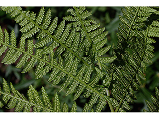 Athyrium filix-femina (Common lady fern)