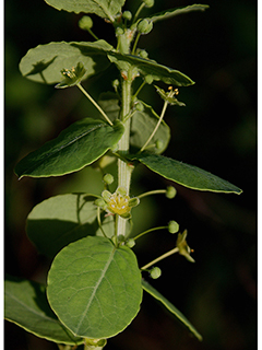 Phyllanthopsis phyllanthoides (Missouri maidenbush)