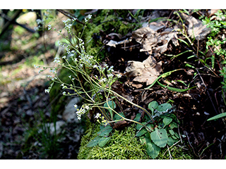 Saxifraga virginiensis var. virginiensis (Early saxifrage)