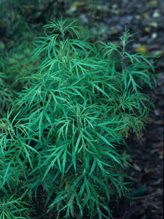 Artemisia palmeri (San diego sagewort)