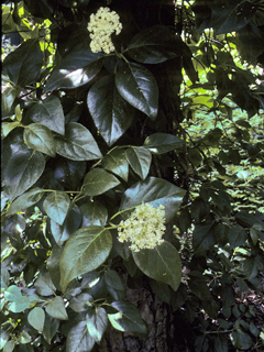 Decumaria barbara (Decumaria)