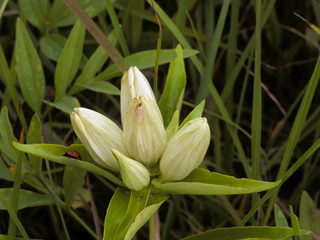 Gentiana alba (Plain gentian)