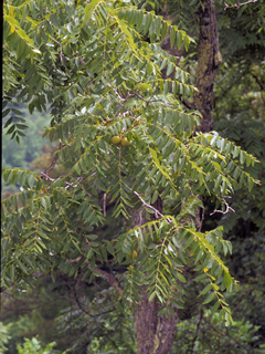 Juglans nigra (Black walnut)