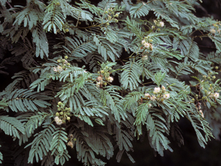 Leucaena pulverulenta (Great leadtree)
