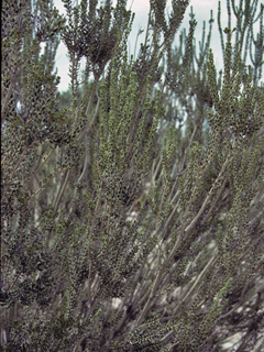 Mortonia scabrella (Rio grande saddlebush)