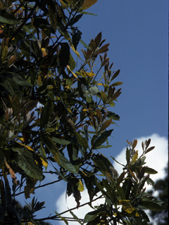 Persea palustris (Swamp bay)