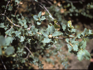 Quercus hinckleyi (Hinckley oak)