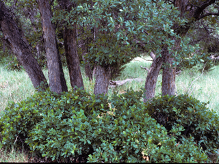 Quercus sinuata var. breviloba (White shin oak)