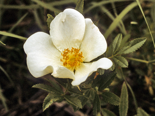 Rosa foliolosa (White prairie rose)