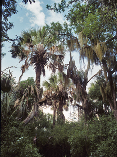 Sabal mexicana (Texas palm)