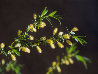Salix lucida ssp. caudata (Greenleaf willow)