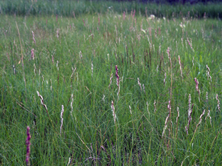 Spartina gracilis (Alkali cordgrass)