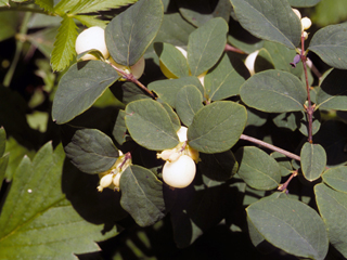 Symphoricarpos albus (Common snowberry)