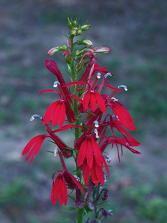 Lobelia cardinalis (Cardinal flower)