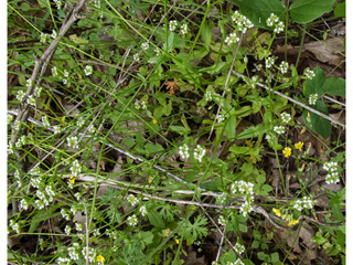 Valerianella chenopodiifolia (Goosefoot cornsalad)