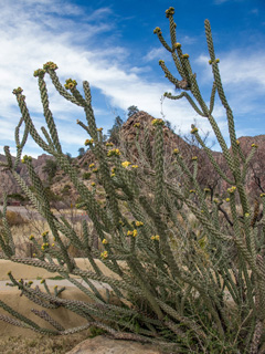 Cylindropuntia spinosior (Walkingstick cactus)