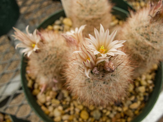 Escobaria duncanii (Duncan's foxtail cactus)