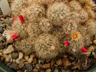 Mammillaria prolifera (Texas nipple cactus)