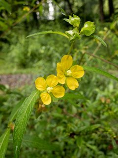 Ludwigia leptocarpa (Anglestem primrose-willow)