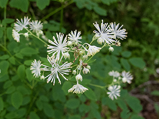 Thalictrum pubescens (King of the meadow)
