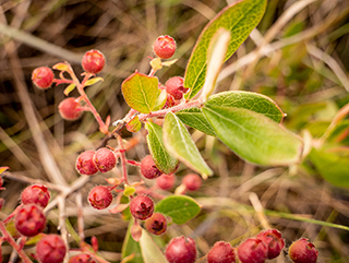 Gaylussacia mosieri (Woolly huckleberry)
