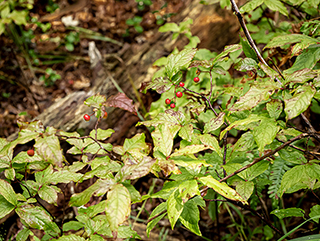 Gaylussacia ursina (Bear huckleberry)