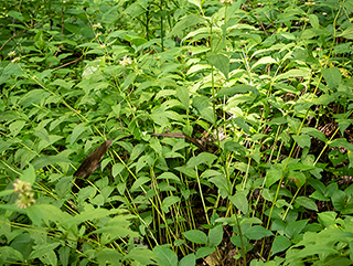 Pycnanthemum montanum (Thinleaf mountainmint)