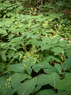 Collinsonia canadensis (Richweed)