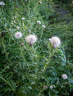 Cirsium discolor (Field thistle)