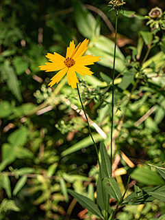 Coreopsis pubescens (Star tickseed)