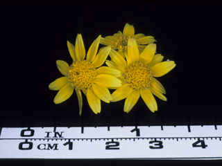 Lasthenia glabrata (Yellowray goldfields)