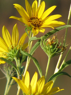Helianthus maximiliani (Maximilian sunflower)